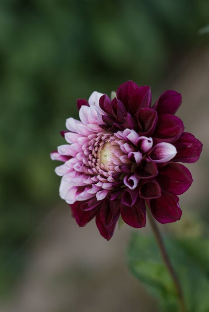 Blume in einer ungewöhnlichen farbgebung gewachsen.